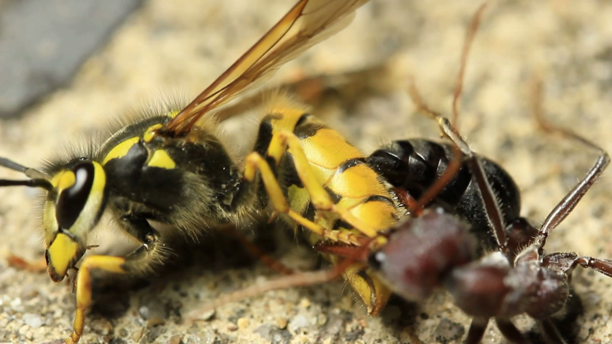 Шершень против муравьев