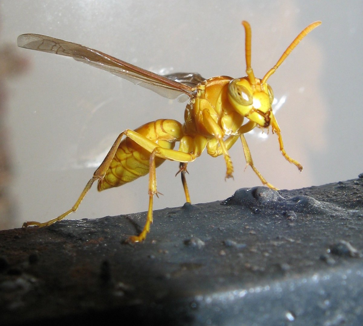 Executioner Wasp Оса