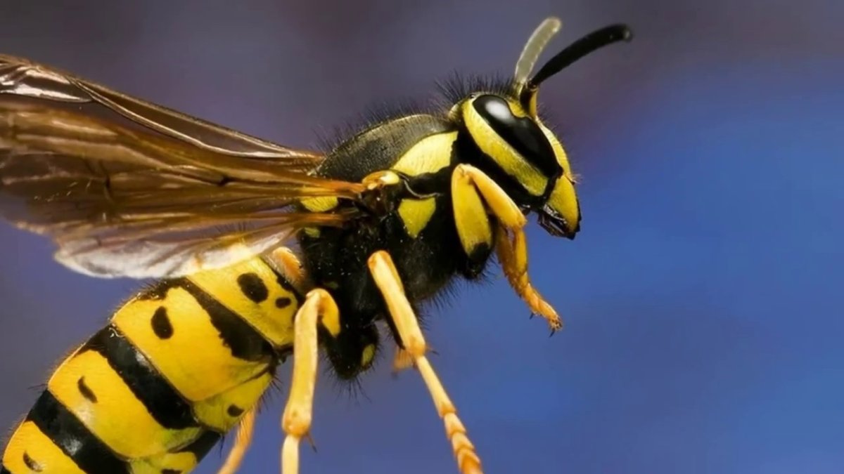 Девятерик Шершень