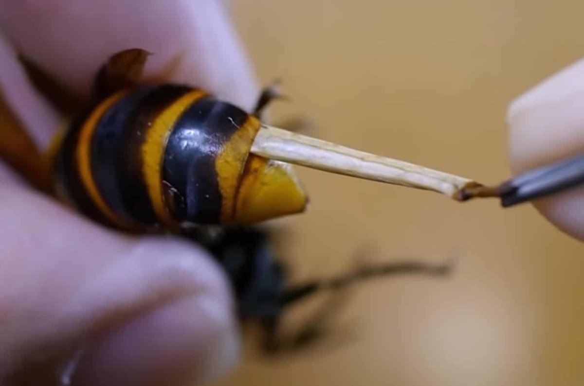 Шершень примитивное насекомое паразит смешно