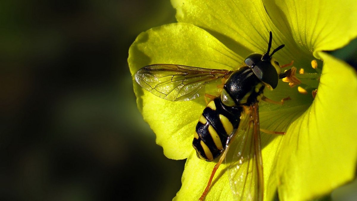 Оса опыляет цветы