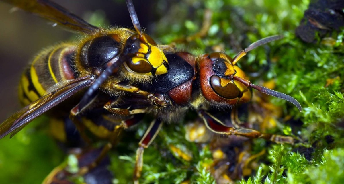 Дальневосточный Шершень