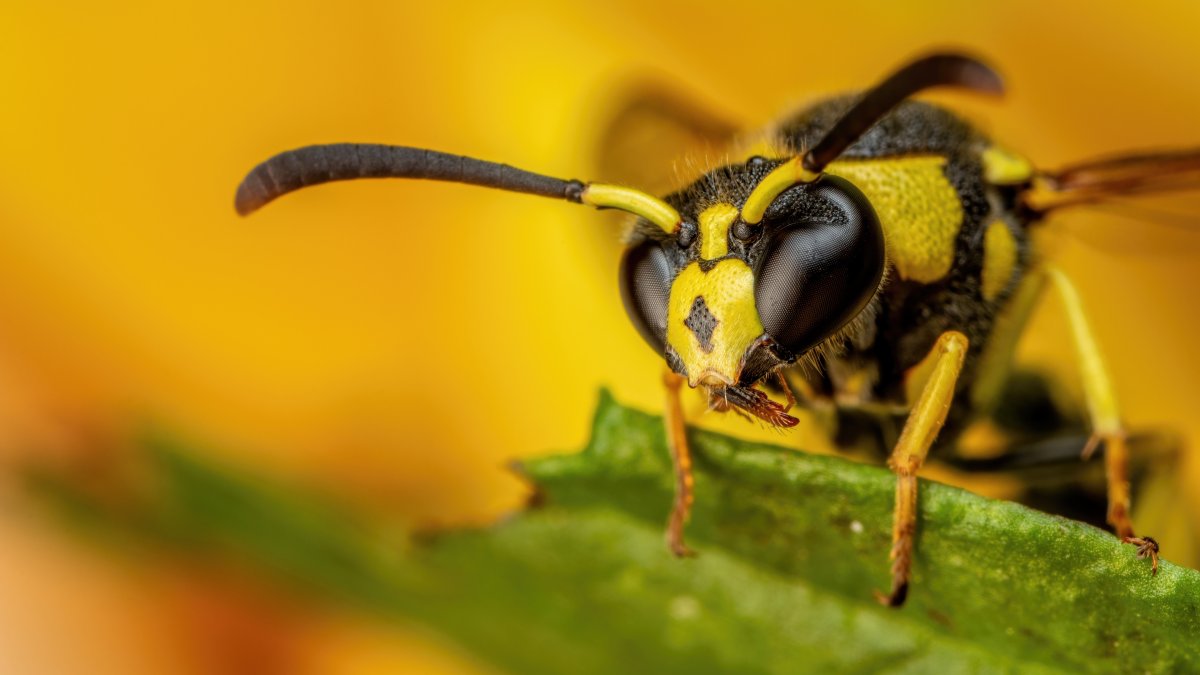 Wasp животное