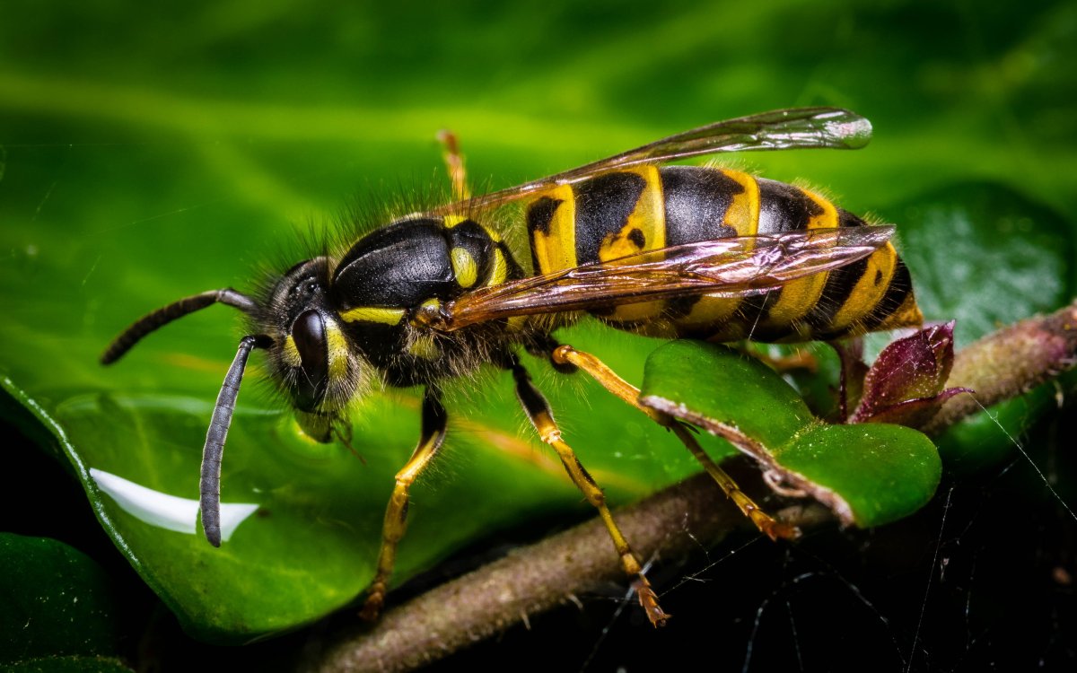 Wasp insect