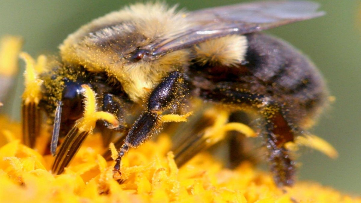 Бамблби пчела или Шмель