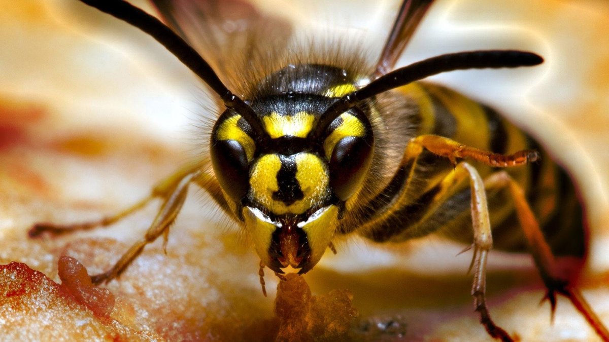 Yellow Hornet (желтая Оса)