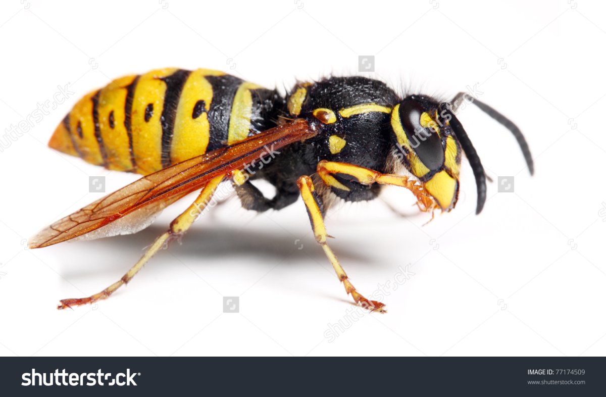 Кислотно желтая Оса