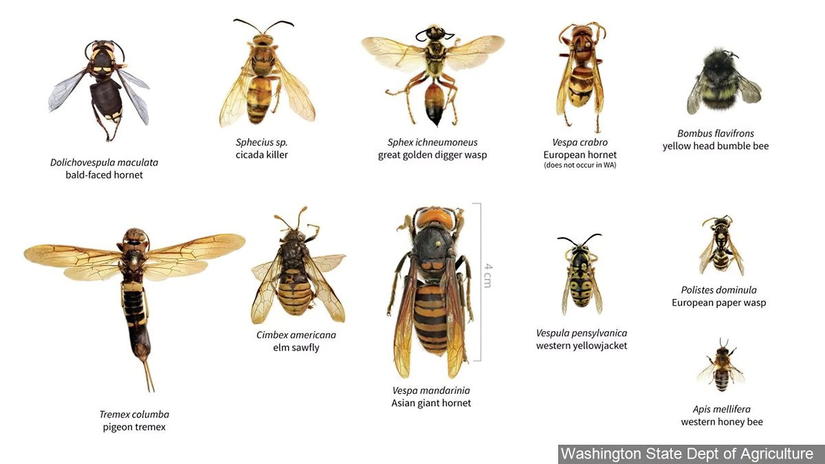 Hornet and Wasp difference