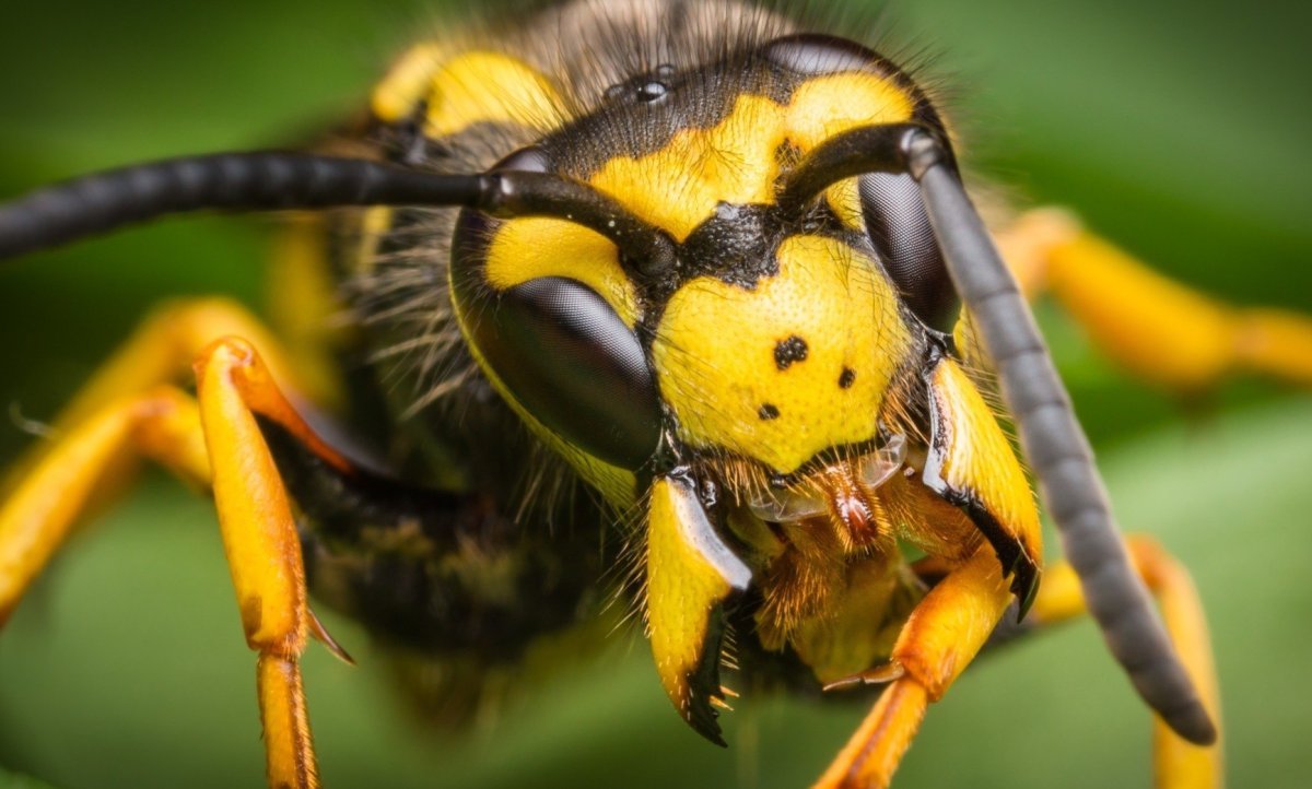 Шершень крупным планом