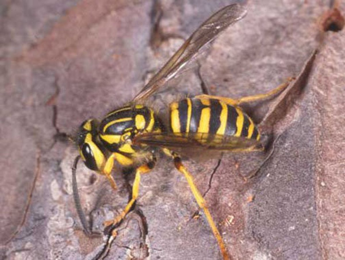 Оса с одной желтой полосой