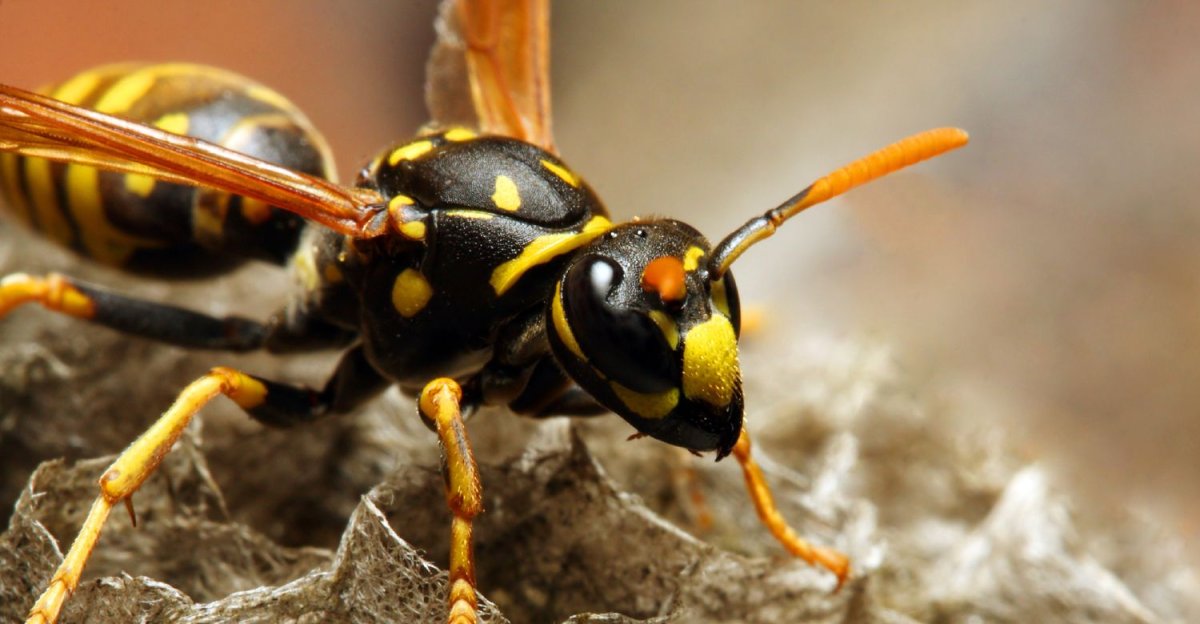 Шершень обыкновенный