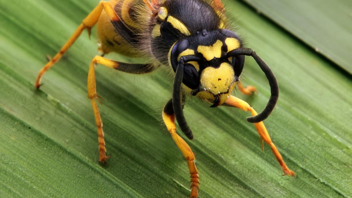 Оса с оранжевой головой