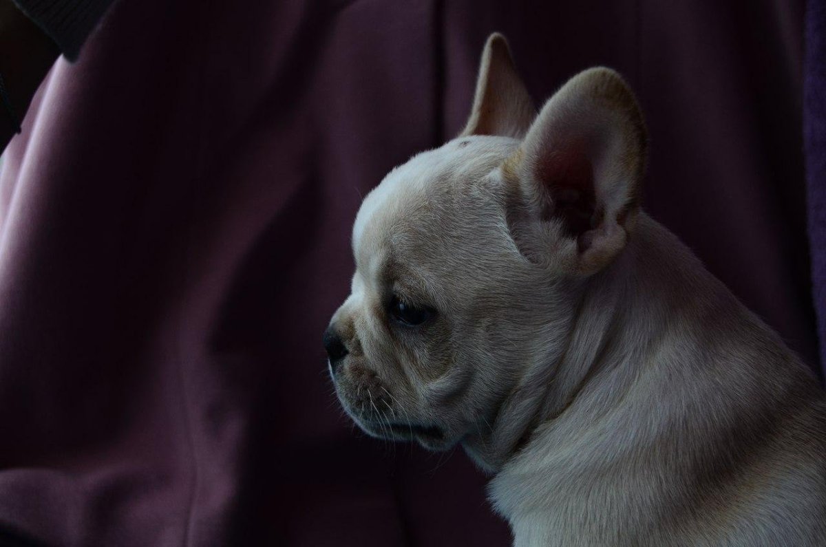 Французский бульдог