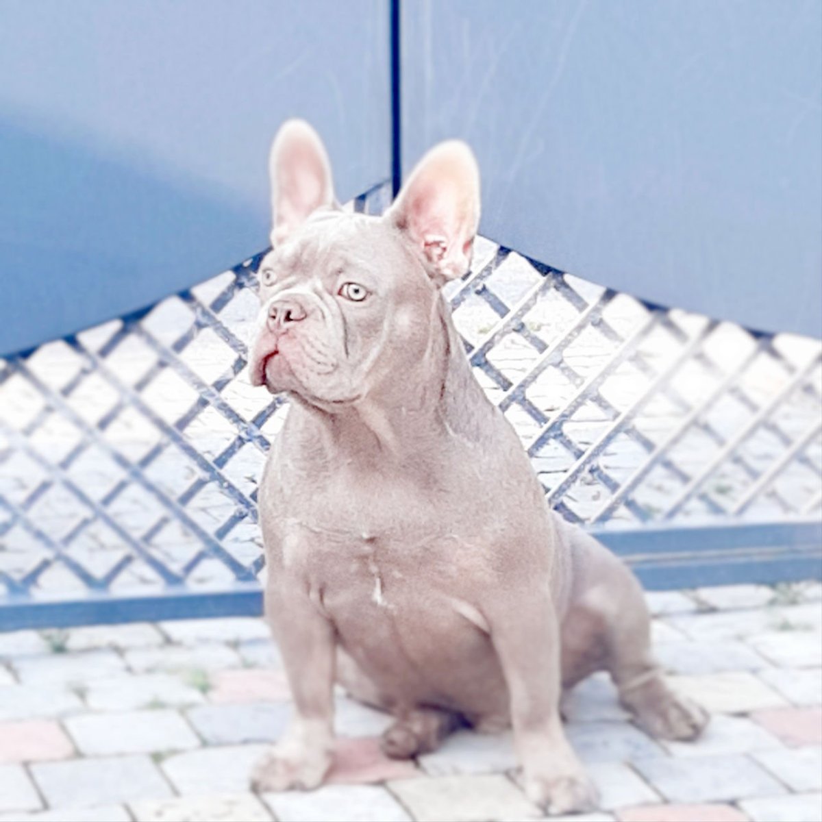 Окрас Изабелла Нью Шейд у французский бульдог