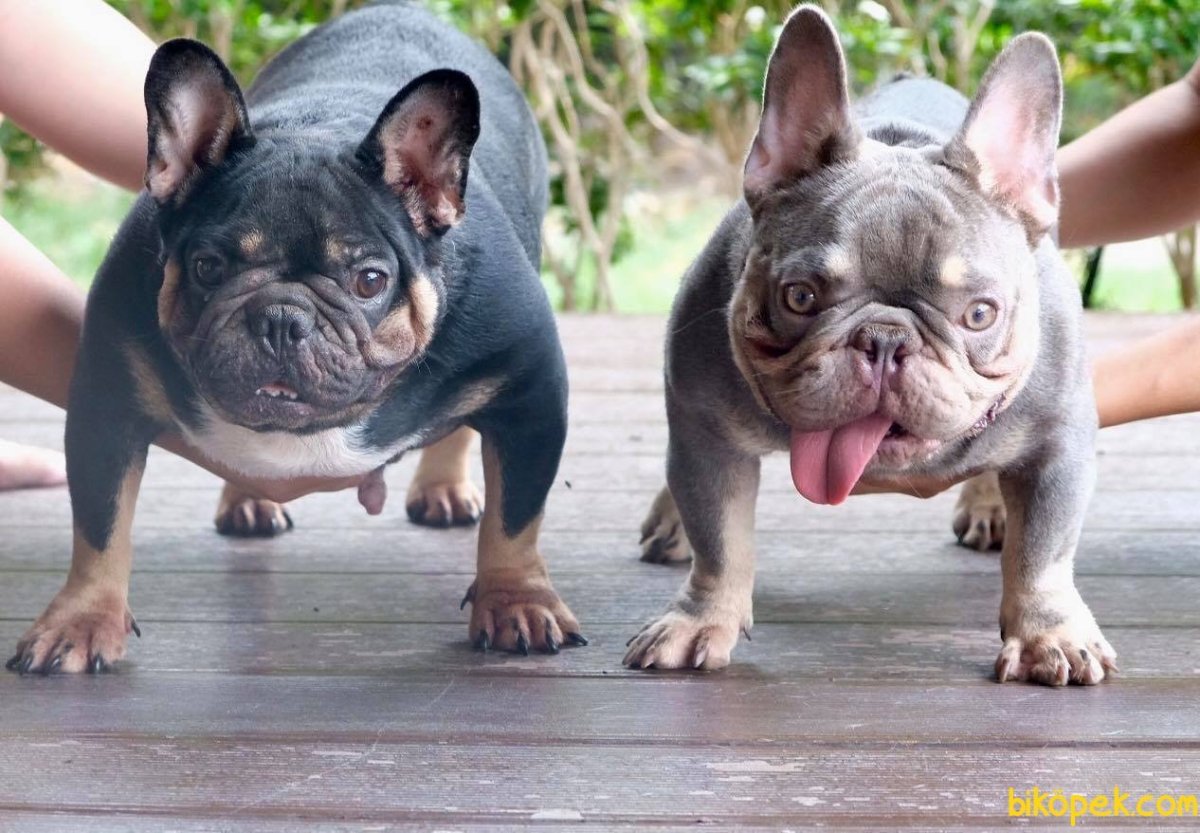 Голубой Тан французский бульдог