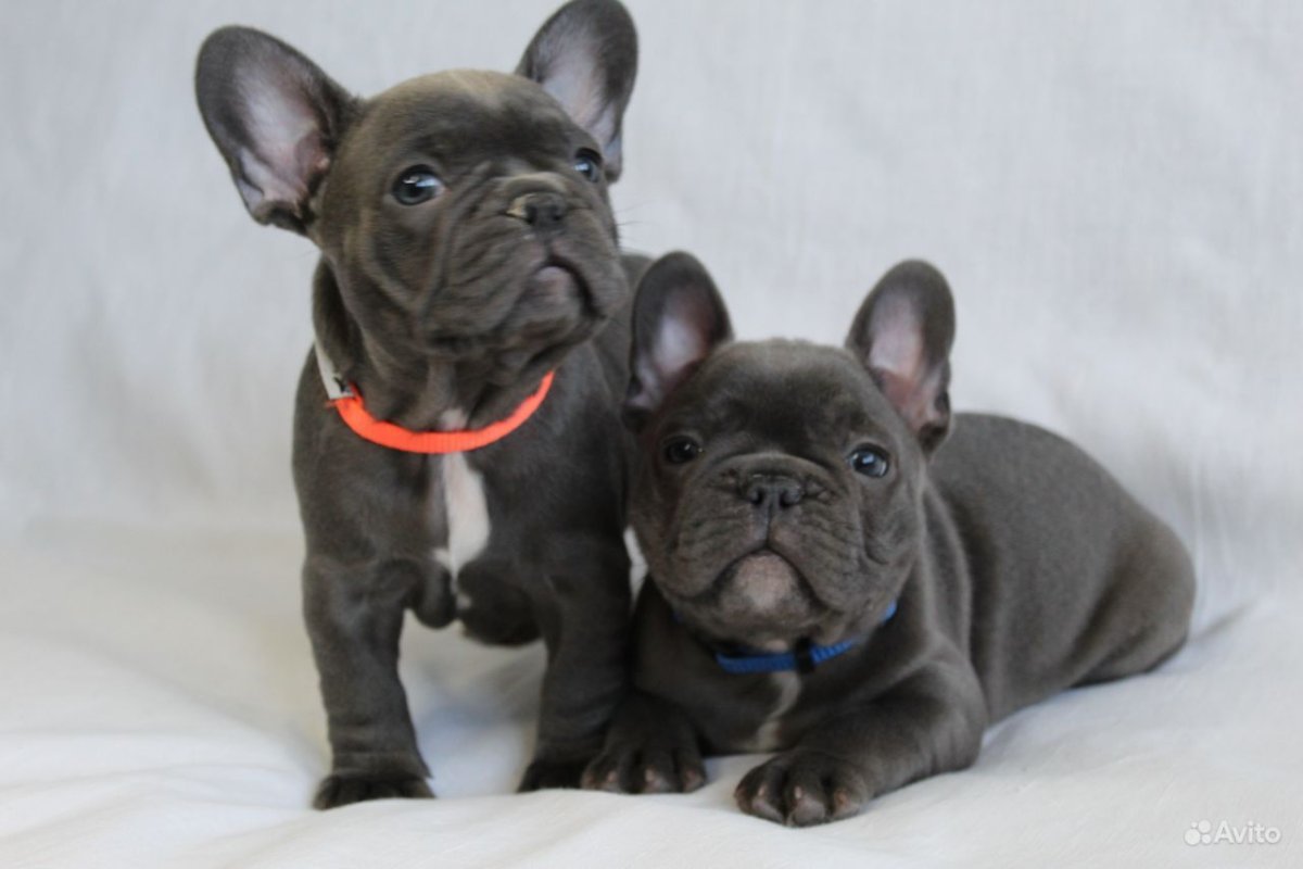 Щенок французского бульдога лилово-подпалый