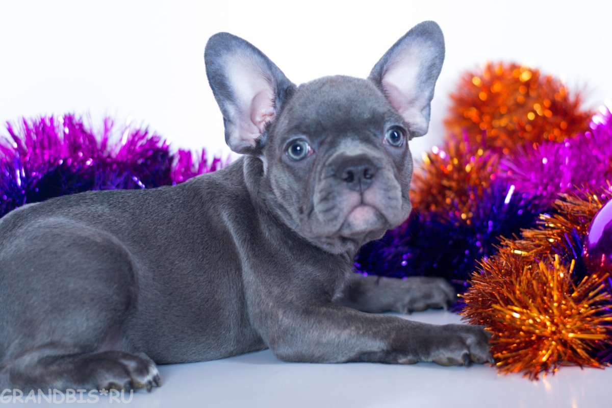 Лилово подпалый французский бульдог