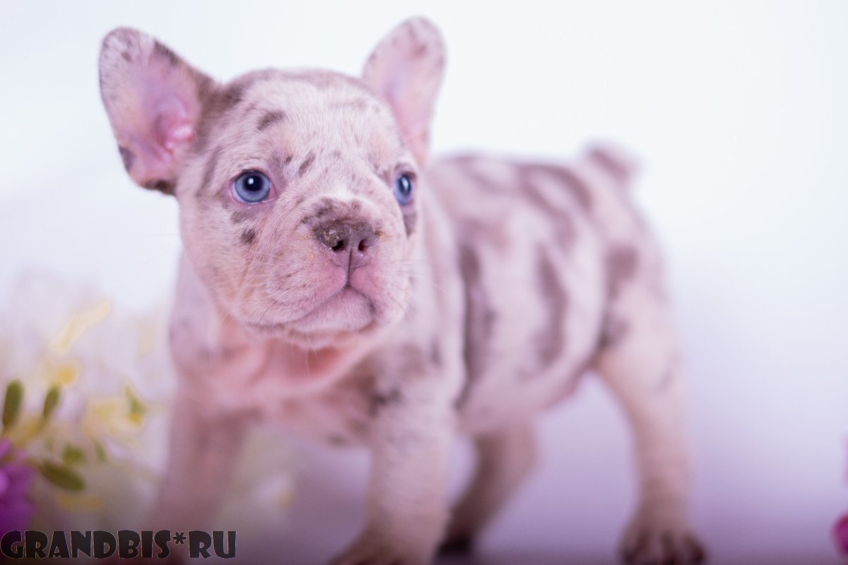 Тарелка «французский бульдог»