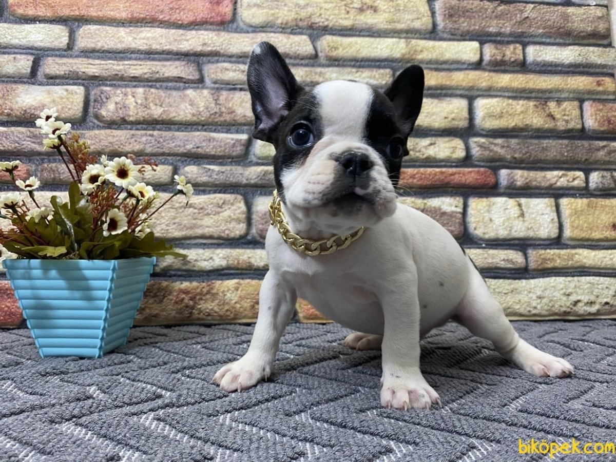 Бульдог окрас Изабелла