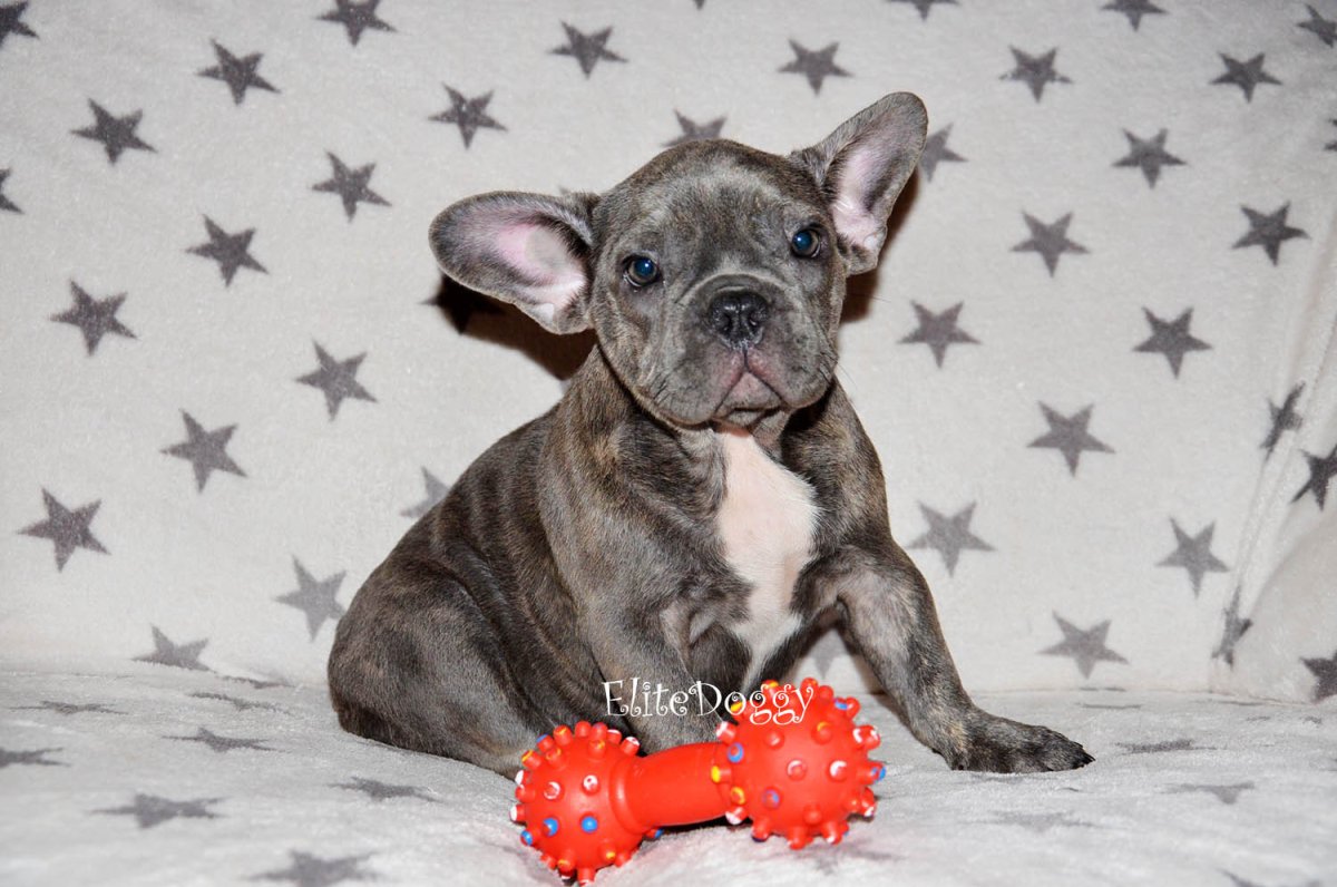 Бульдог французский окрас Эталон красоты