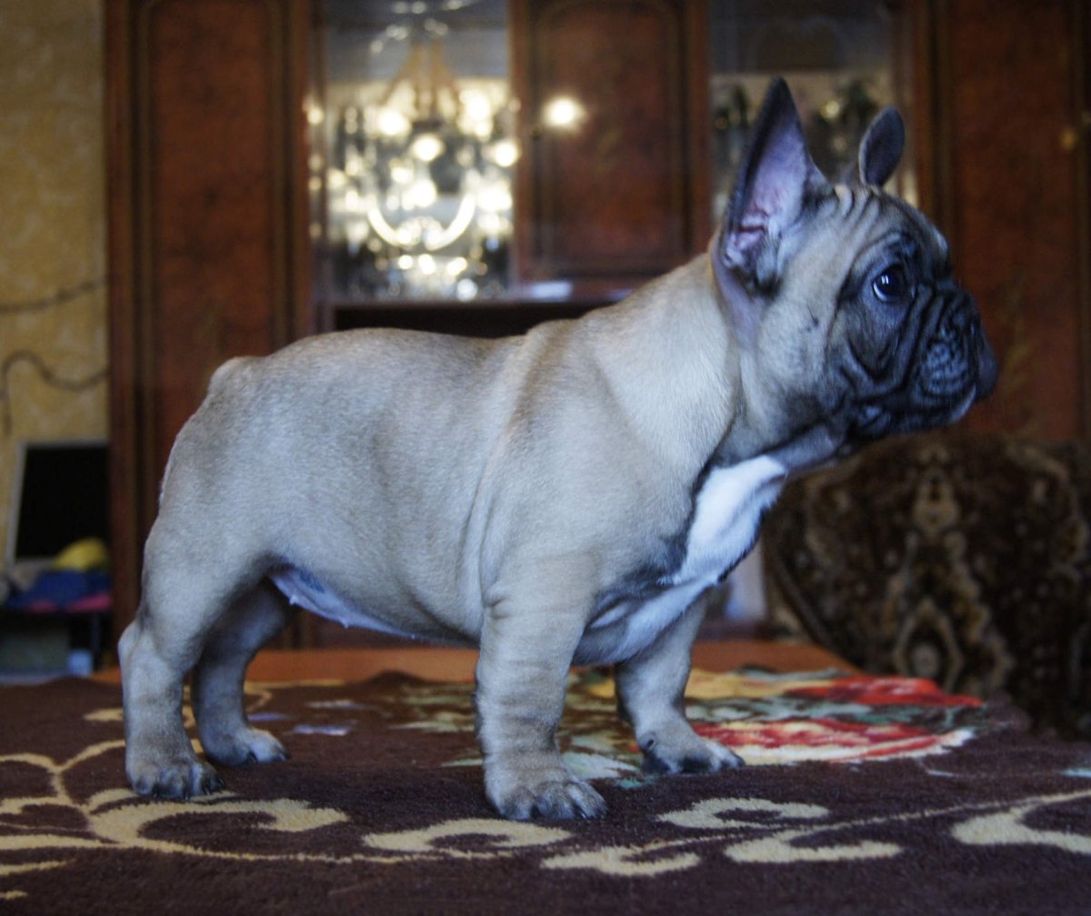 Французский бульдог бело-палевый