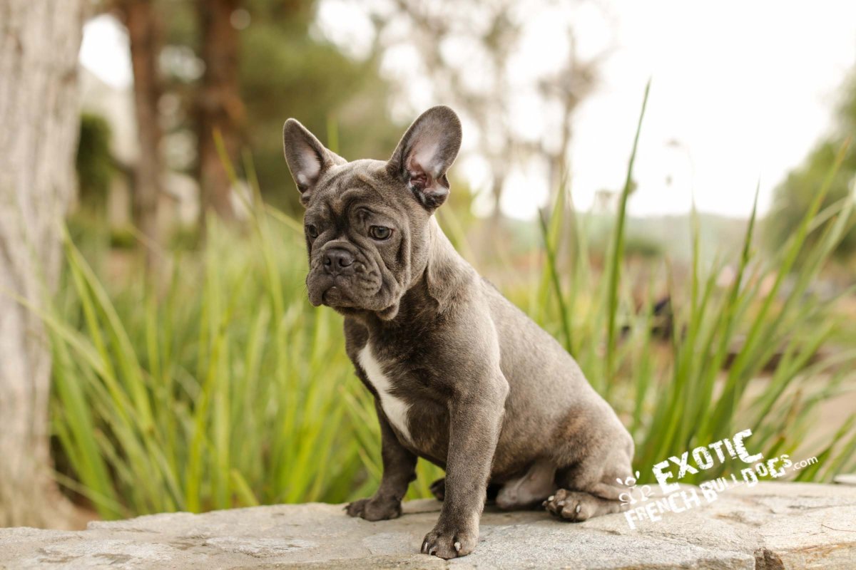 Французский бульдог Изабелла