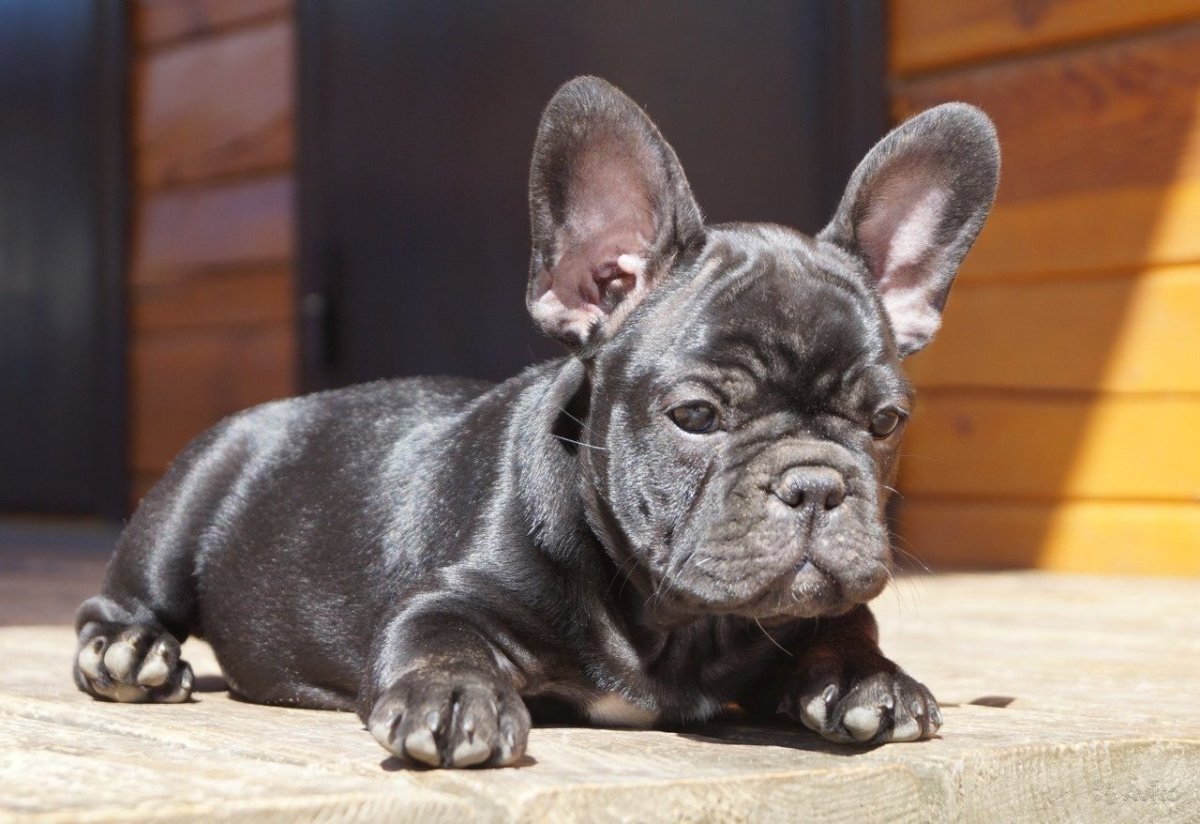 Черно подпалый французский бульдог