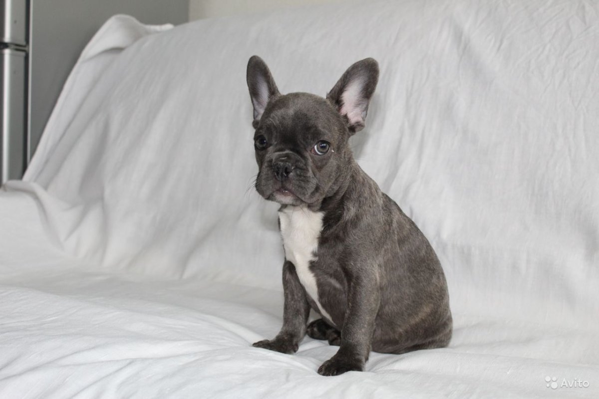 Голубой подпалый окрас французского бульдога