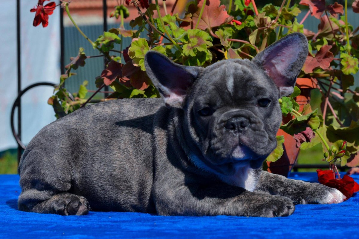 Французский бульдог Фантом