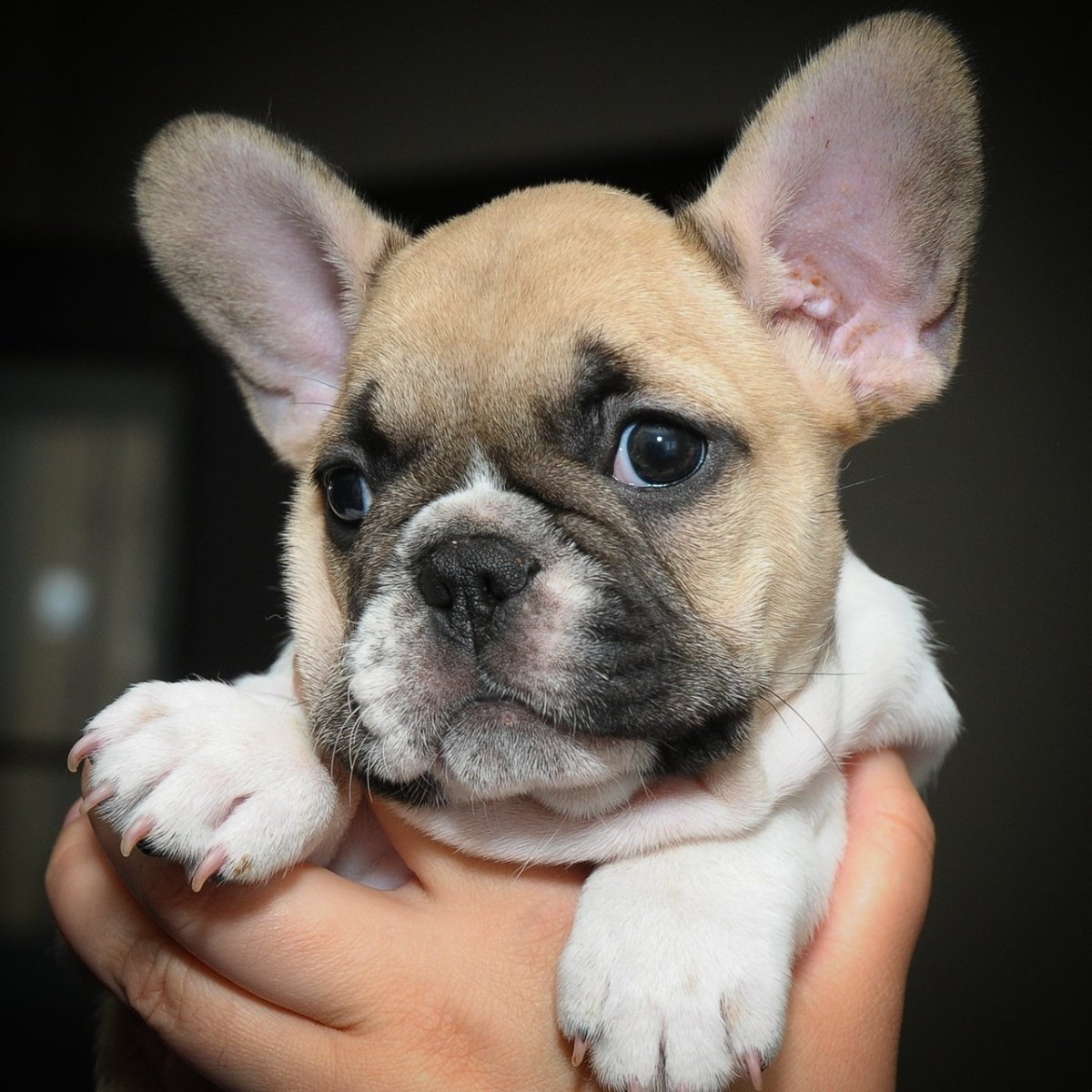 Французский бульдог окрасы