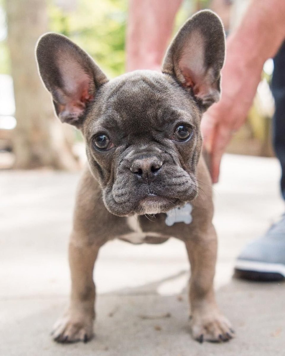 Французский бульдог Изабелла