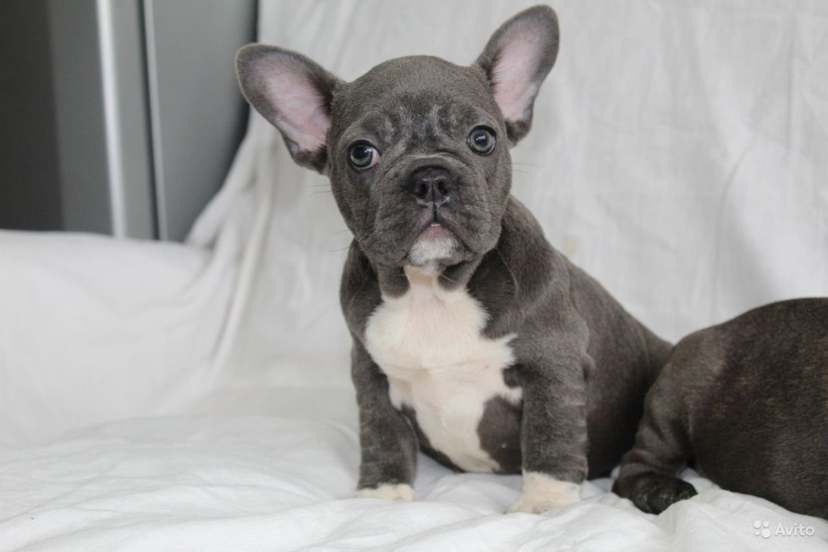 Французский бульдог редкий окрас