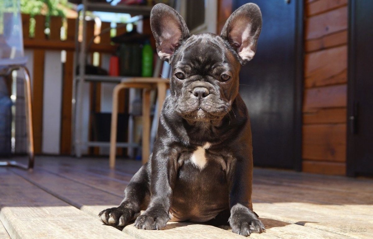 Французский бульдог подпалый