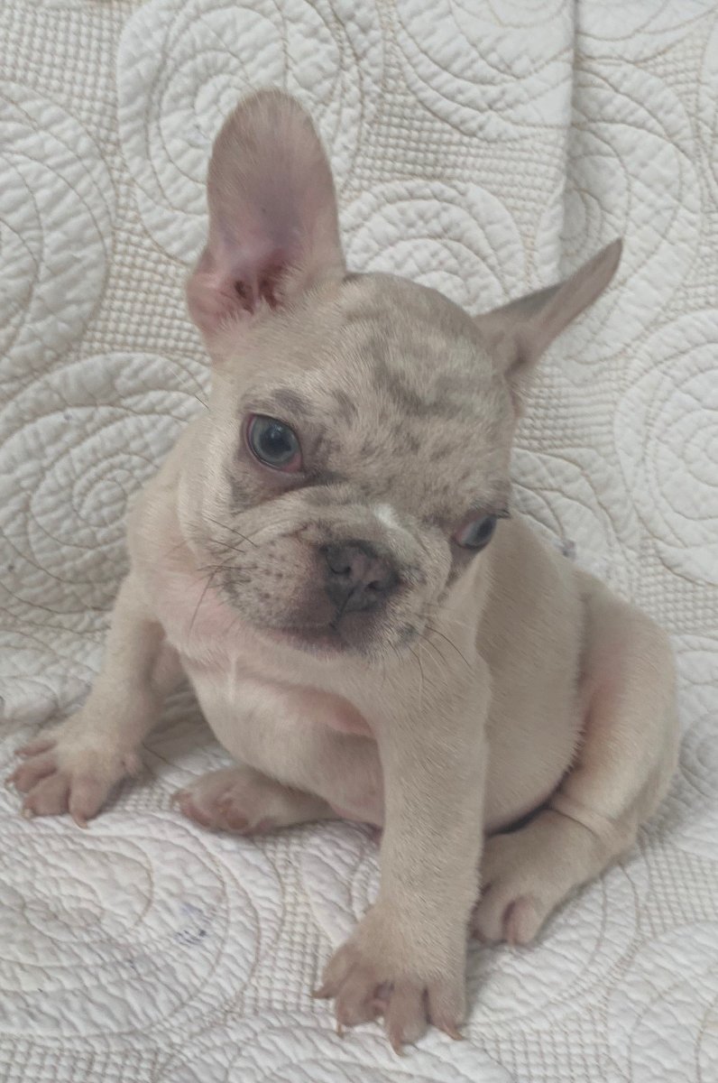 Лиловый Мерле французский бульдог