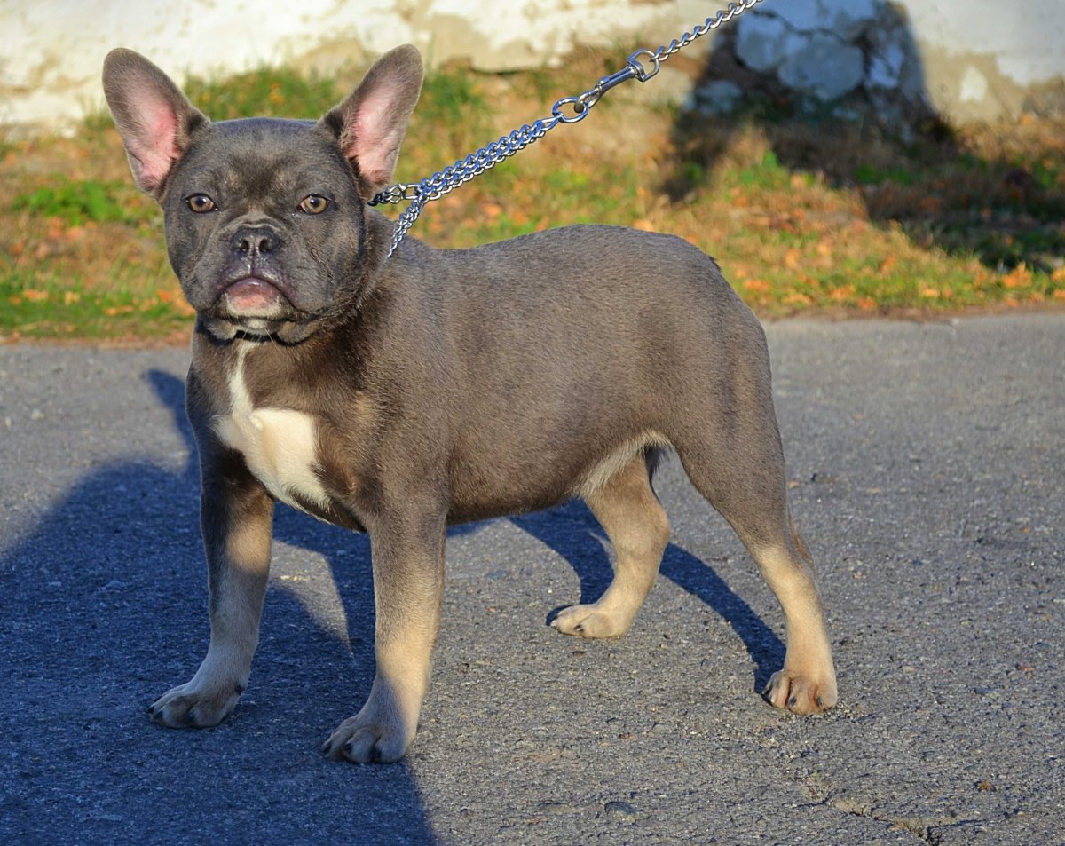 Французский бульдог