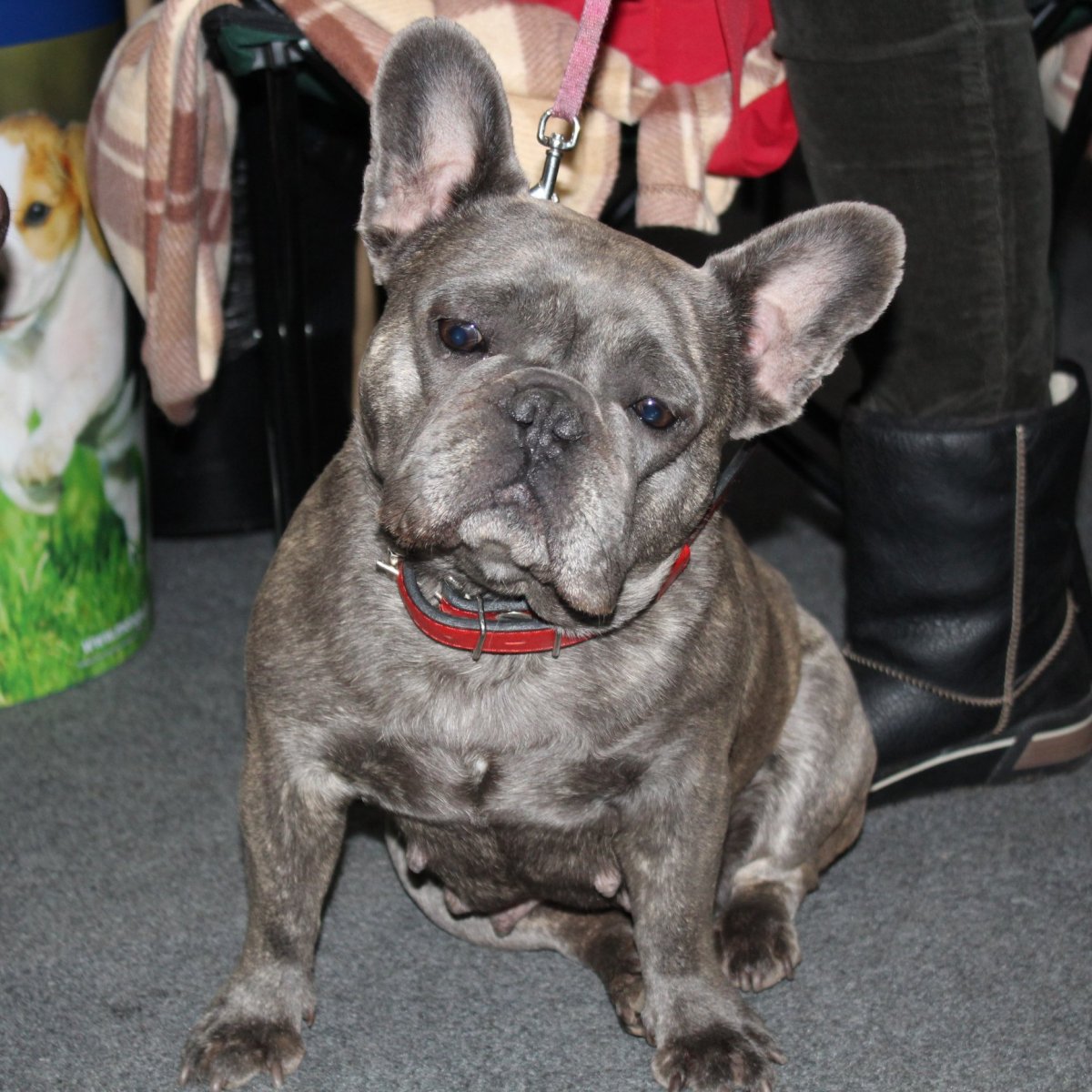 Голубо палевый французский бульдог