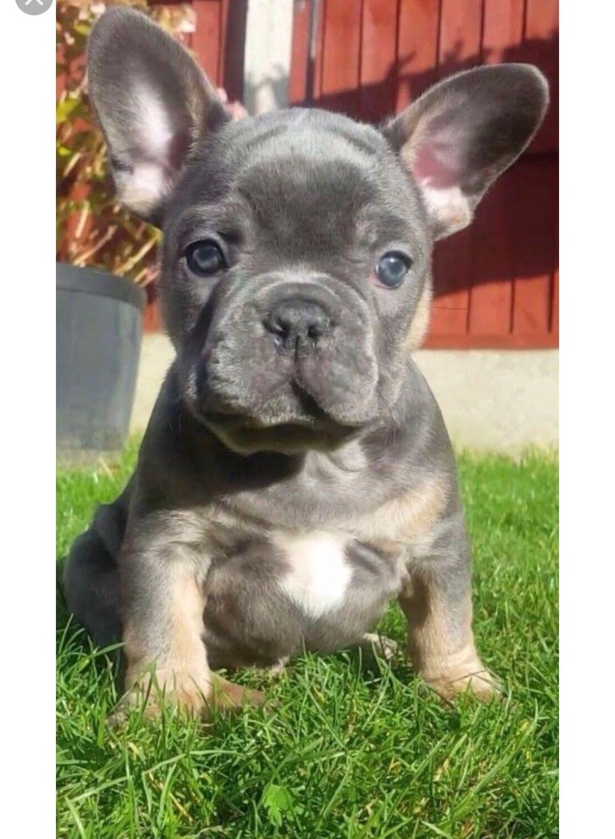 Французский бульдог Блу Тан