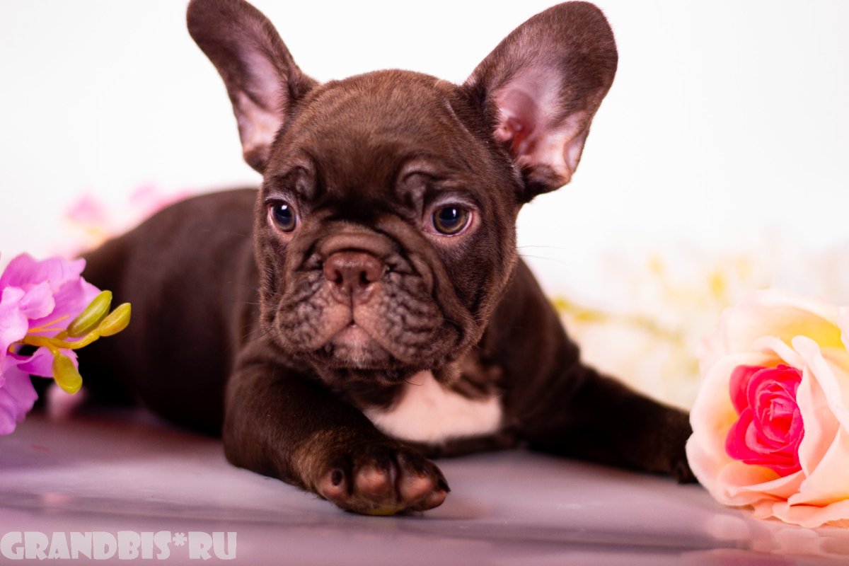 Щенок сфинкс французского бульдога