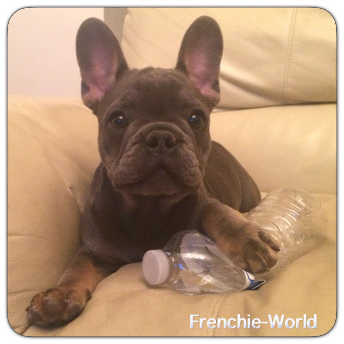 Французский бульдог цвет Изабелла