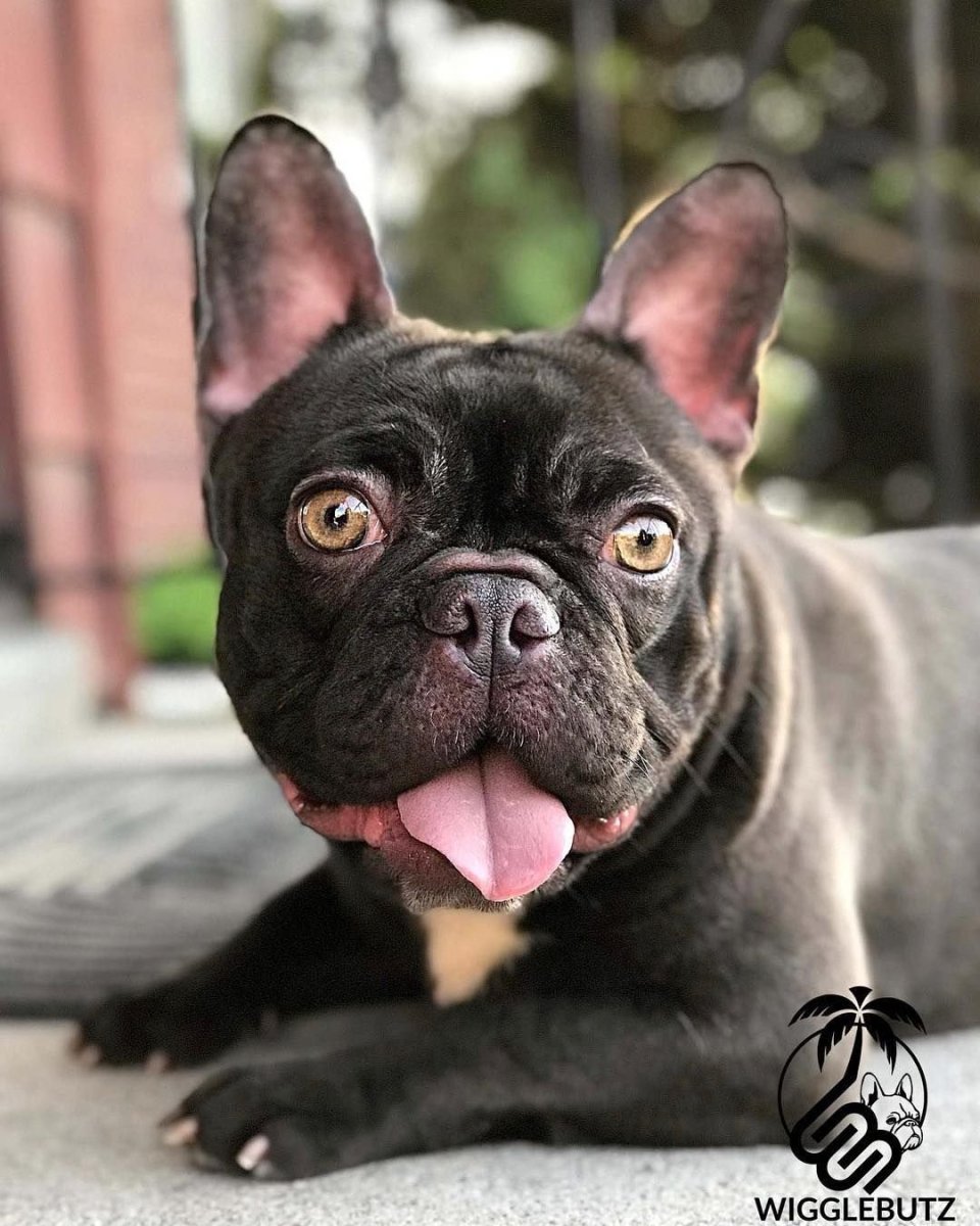 Французский бульдог Лилак