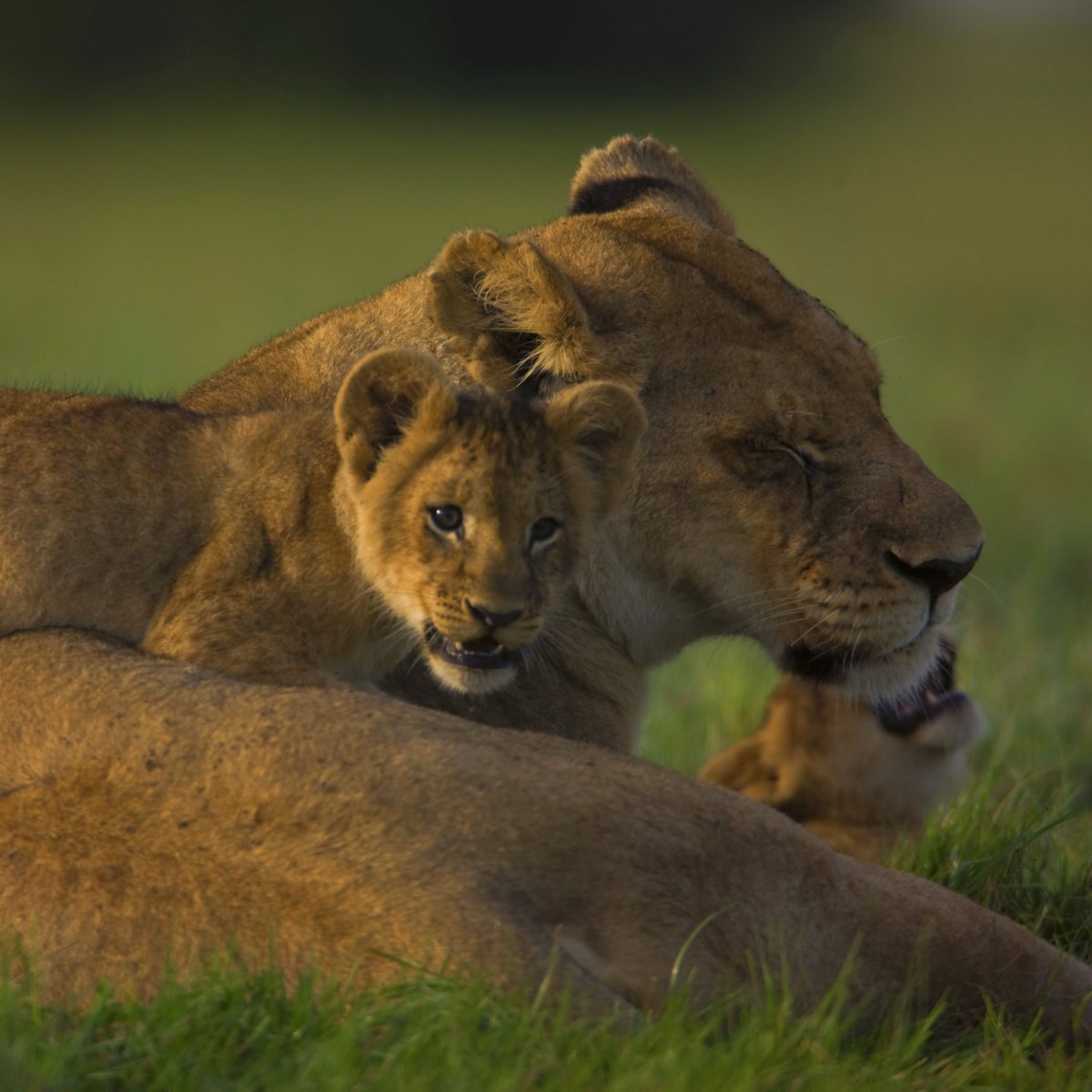 Лев львица львята Лев львы Лев