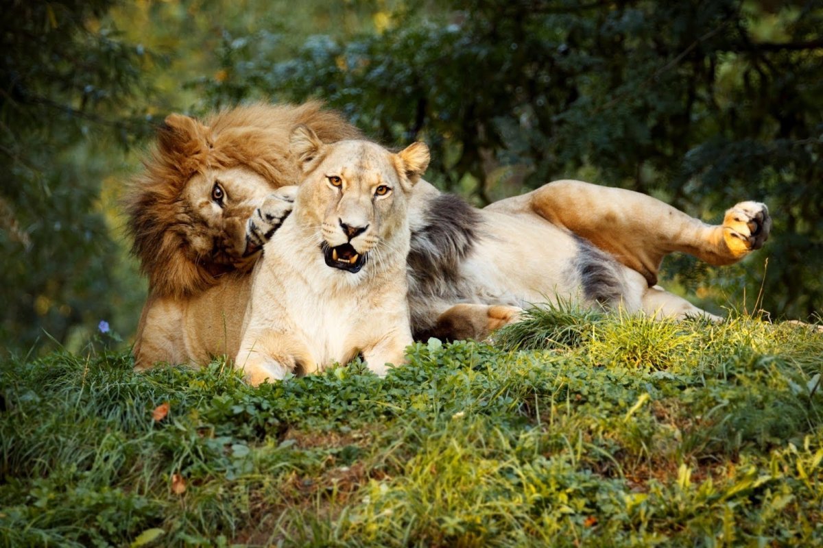 Лев и львица на природе