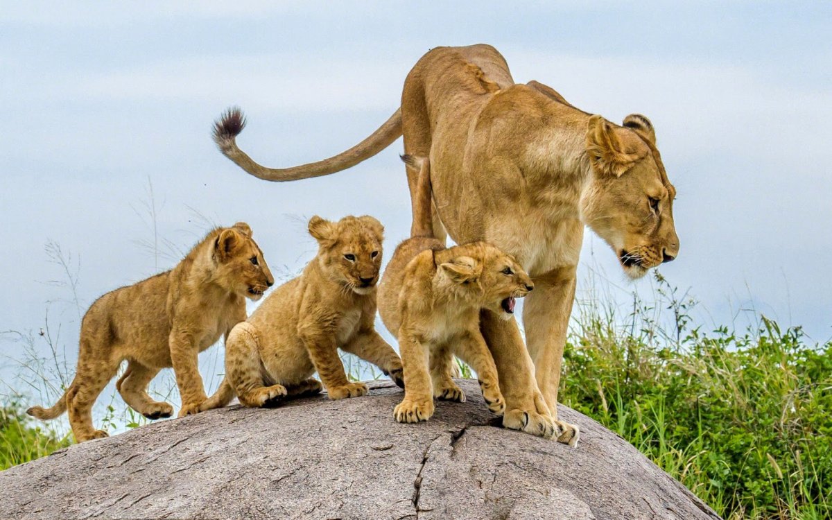 Лев львица львята Лев львы Лев