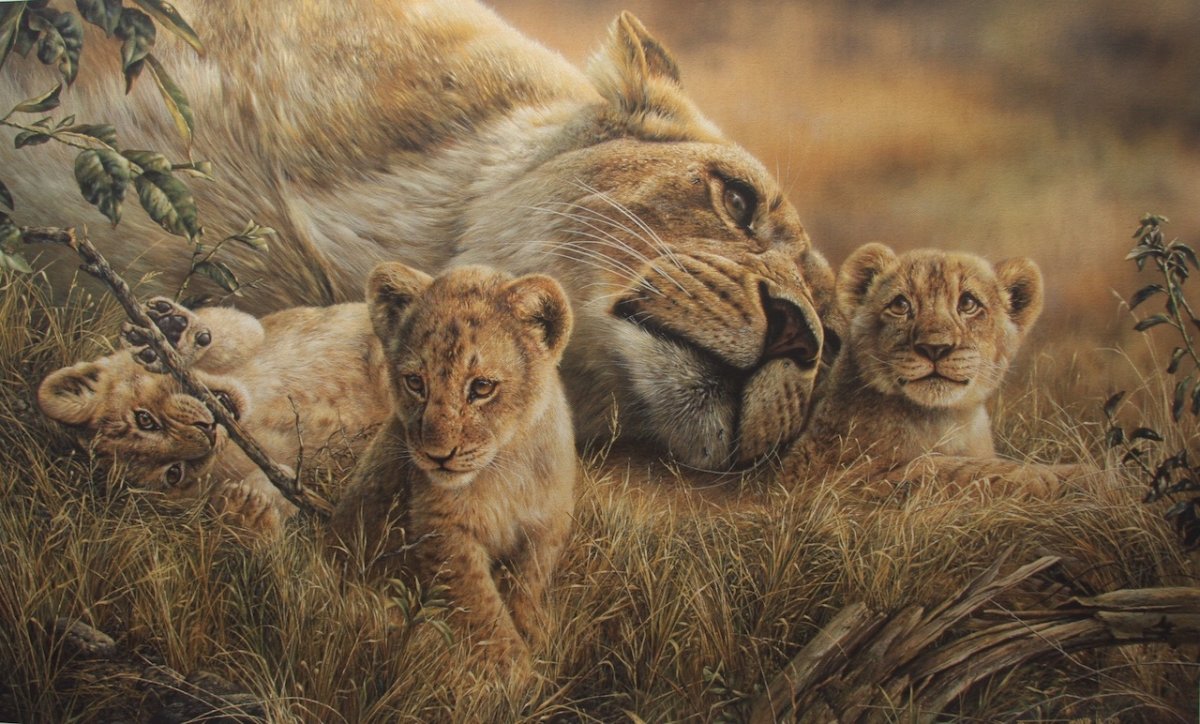 Художник Денис Майер младший (Denis Mayer Jr.)