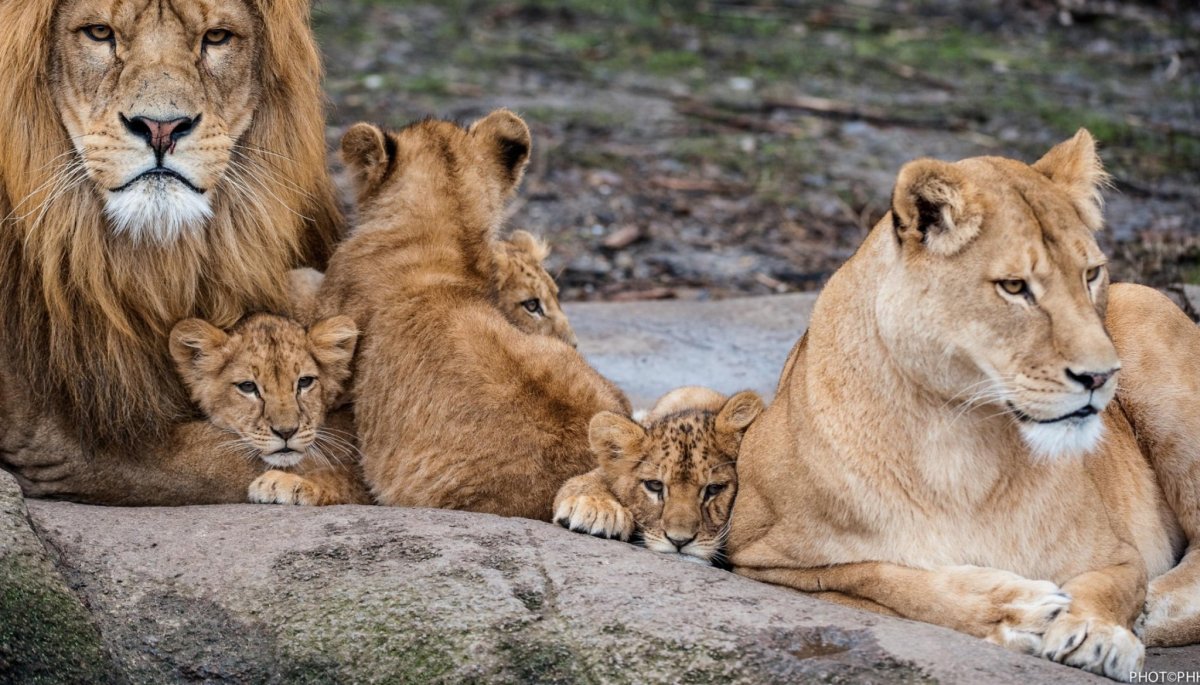 Лев львица и Львенок
