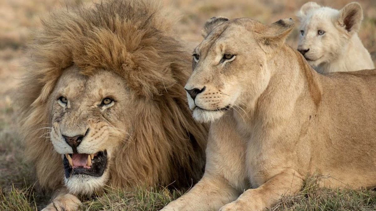 Прайд Львов с львятами