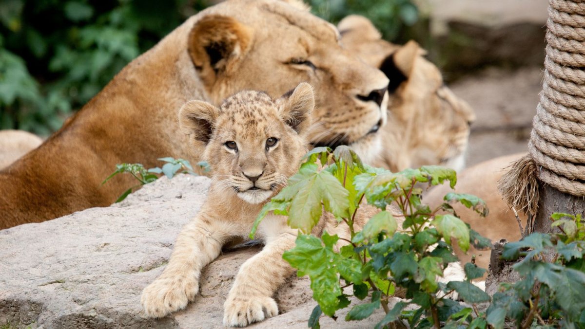 Лев львица и Львенок семья