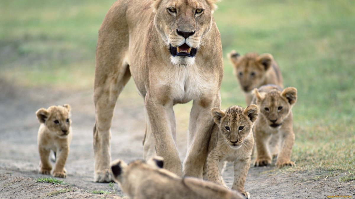 Лев львица и 4 львенка