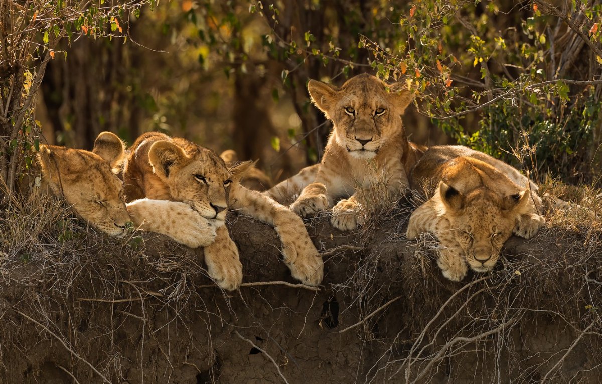 Обои на рабочий стол 3 львят