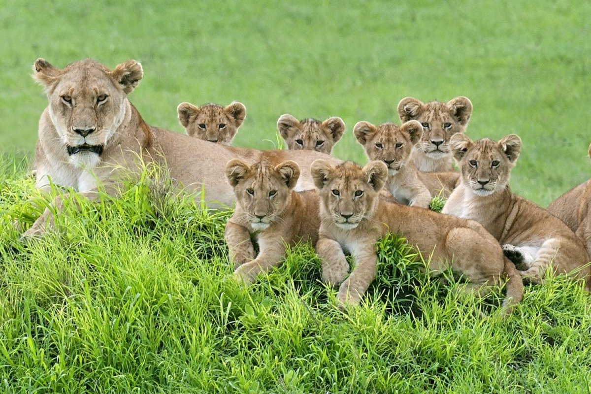 Прайд Львов с львятами